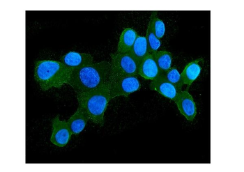 Anti-Hsp105/HSPH1 Antibody (monoclonal, 3D10)