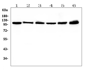 Anti-Hsp105/HSPH1 Antibody (monoclonal, 3D10)