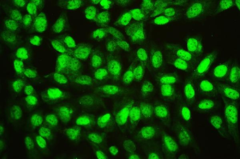Anti-Ran Antibody (monoclonal, 5D5)