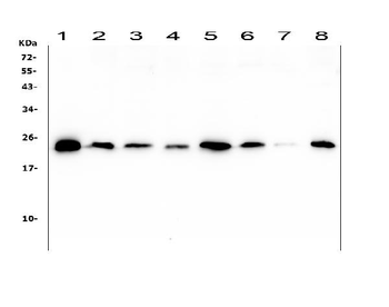 Anti-Ran Antibody (monoclonal, 5D5)