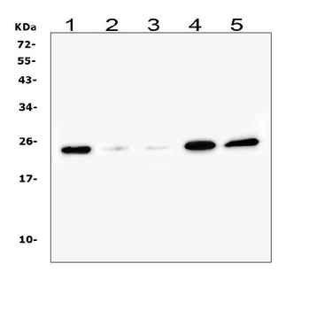 Anti-Ran Antibody (monoclonal, 5D5)