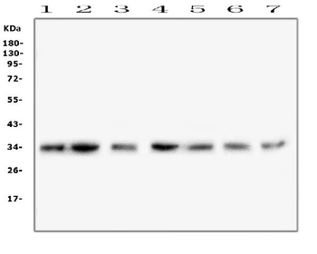 Anti-COPE Antibody (monoclonal, 9B6)