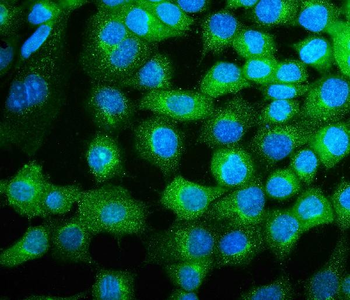 Anti-COPE Antibody (monoclonal, 9B6)