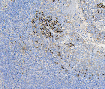 Anti-COPE Antibody (monoclonal, 9B6)
