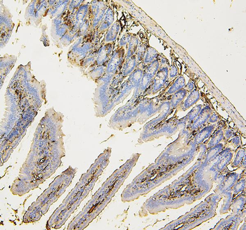 Anti-COPE Antibody (monoclonal, 9B6)