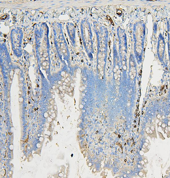 Anti-COPE Antibody (monoclonal, 9B6)
