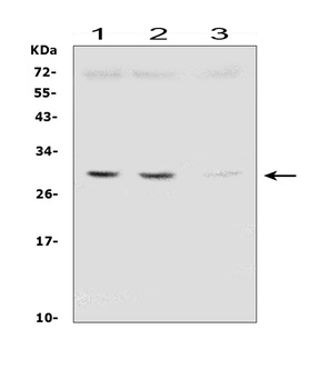 SDHB Antibody (monoclonal, 11I3)