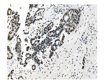 NRF1 Antibody (monoclonal, 2G4)