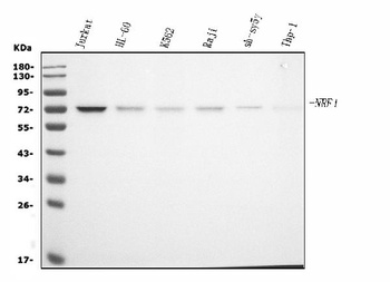 NRF1 Antibody (monoclonal, 2G4)