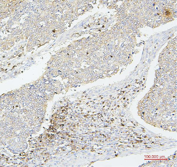 Anti-CD43/SPN Antibody (monoclonal, 4I3)