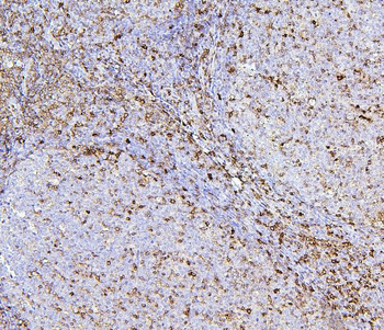 Anti-CD43/SPN Antibody (monoclonal, 4I3)