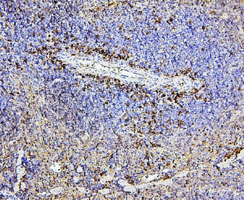 Anti-CD43/SPN Antibody (monoclonal, 4I3)