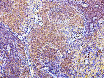 Anti-CD43/SPN Antibody (monoclonal, 4I3)