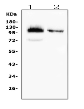 Anti-CD43/SPN Antibody (monoclonal, 4I3)