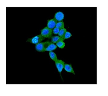 COMT Antibody (monoclonal, 15C10)