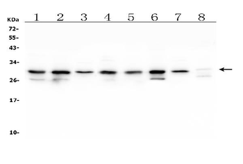 Anti-COMT Antibody (monoclonal, 15C10)