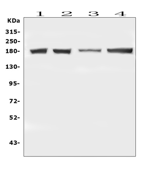 DCC Antibody