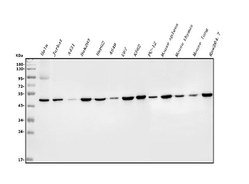 Anti-EIF4A1/2/3 Antibody