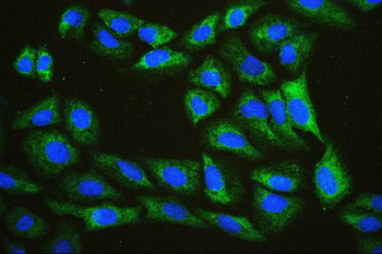 Anti-EIF4A1/2/3 Antibody