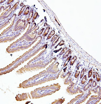 Anti-EIF4A1/2/3 Antibody