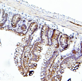 Anti-EIF4A1/2/3 Antibody