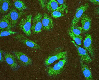 Anti-EIF4G1 Antibody