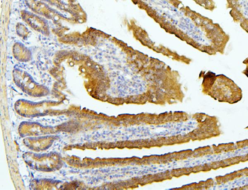 Anti-EIF4G1 Antibody
