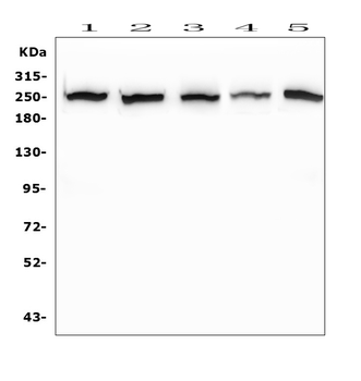 Anti-EIF4G1 Antibody