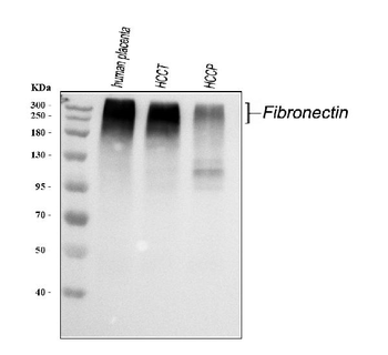 Anti-Fibronectin/FN1 Antibody