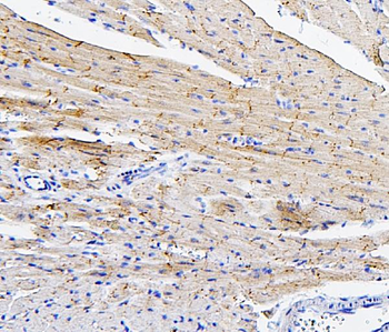 Anti-Connexin 43/GJA1 Antibody