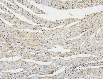Anti-Connexin 43/GJA1 Antibody