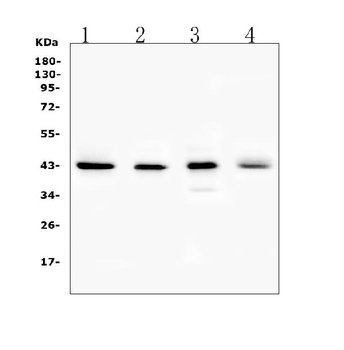 Anti-Connexin 43/GJA1 Antibody