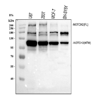 Anti-NOTCH2 Antibody