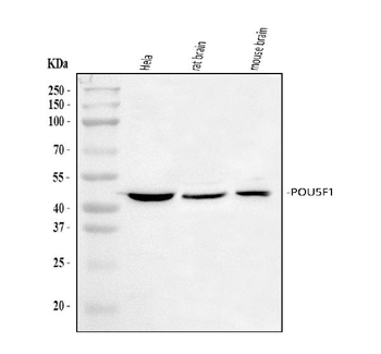 Oct4/POU5F1 Antibody