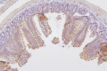 Anti-PKC delta/PRKCD Antibody