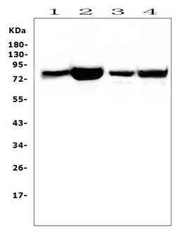 Anti-PKC delta/PRKCD Antibody