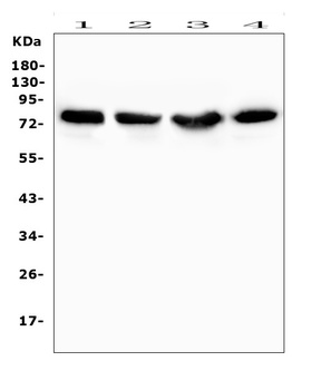 PKC delta/PRKCD Antibody
