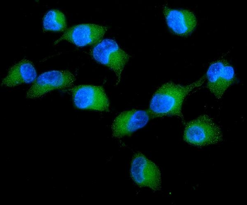 Anti-PKC delta/PRKCD Antibody
