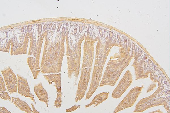 Anti-PKC delta/PRKCD Antibody