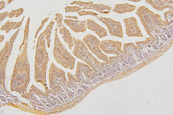 Anti-PKC delta/PRKCD Antibody