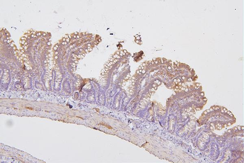 Anti-PKC delta/PRKCD Antibody