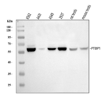 Anti-PTBP1 Antibody