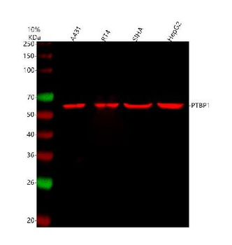 Anti-PTBP1 Antibody