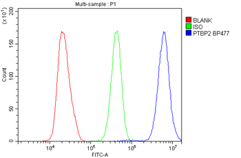 PTBP2 Antibody