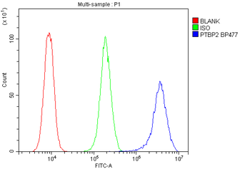 Anti-PTBP2 Antibody