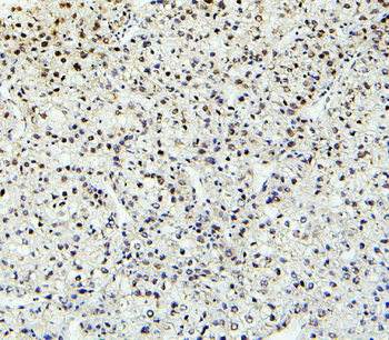 Anti-PTBP2 Antibody