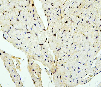 Anti-PTBP2 Antibody