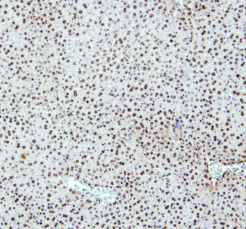 Anti-PTBP2 Antibody