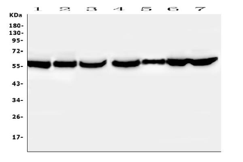 Anti-PTBP2 Antibody