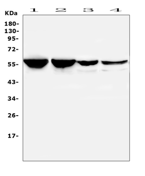 Anti-PTBP2 Antibody